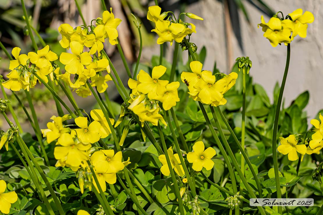 Asfodelo  - - Oxalis pes-caprae 