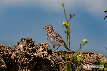 Calandrina - Alaudala rufescens