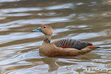 Dendrocygna bicolor; Dendrocigna fulva; Fulvous Whistling-Duck