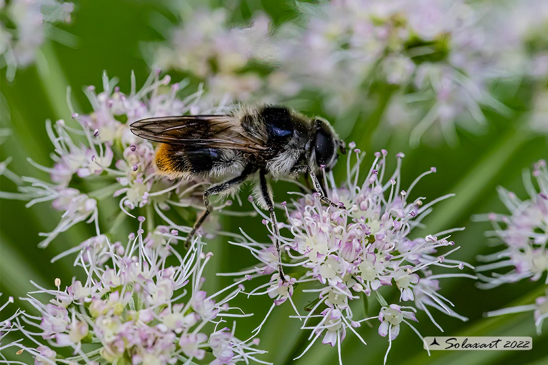 Famiglia: Syrphidae Genere: Cheilosia illustrata