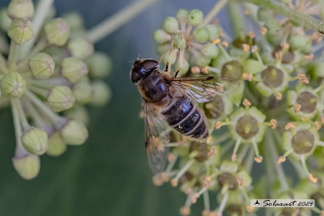 Eristalis nemorum