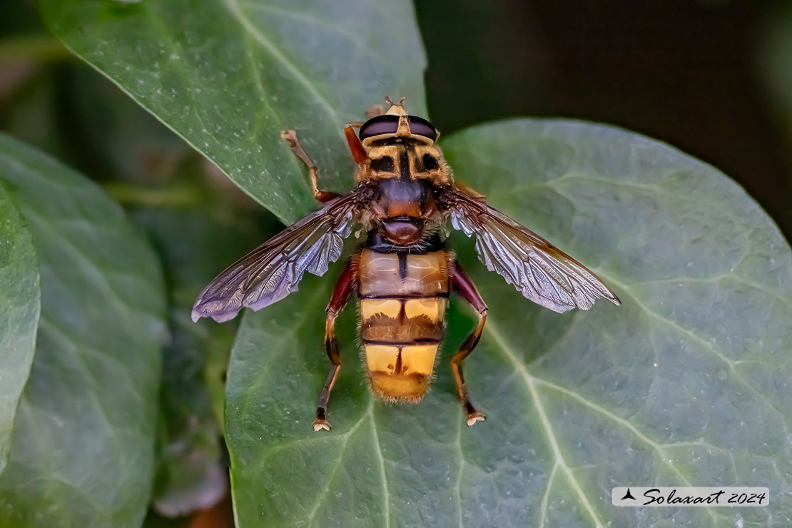 Milesia crabroniformis