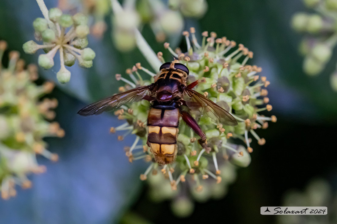 Milesia crabroniformis