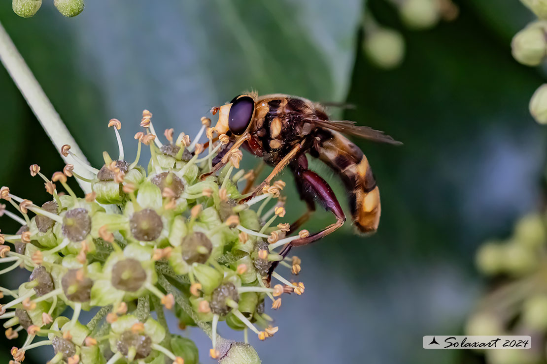 Milesia crabroniformis