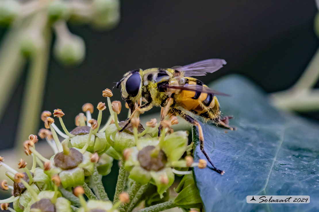 Myathropa florea