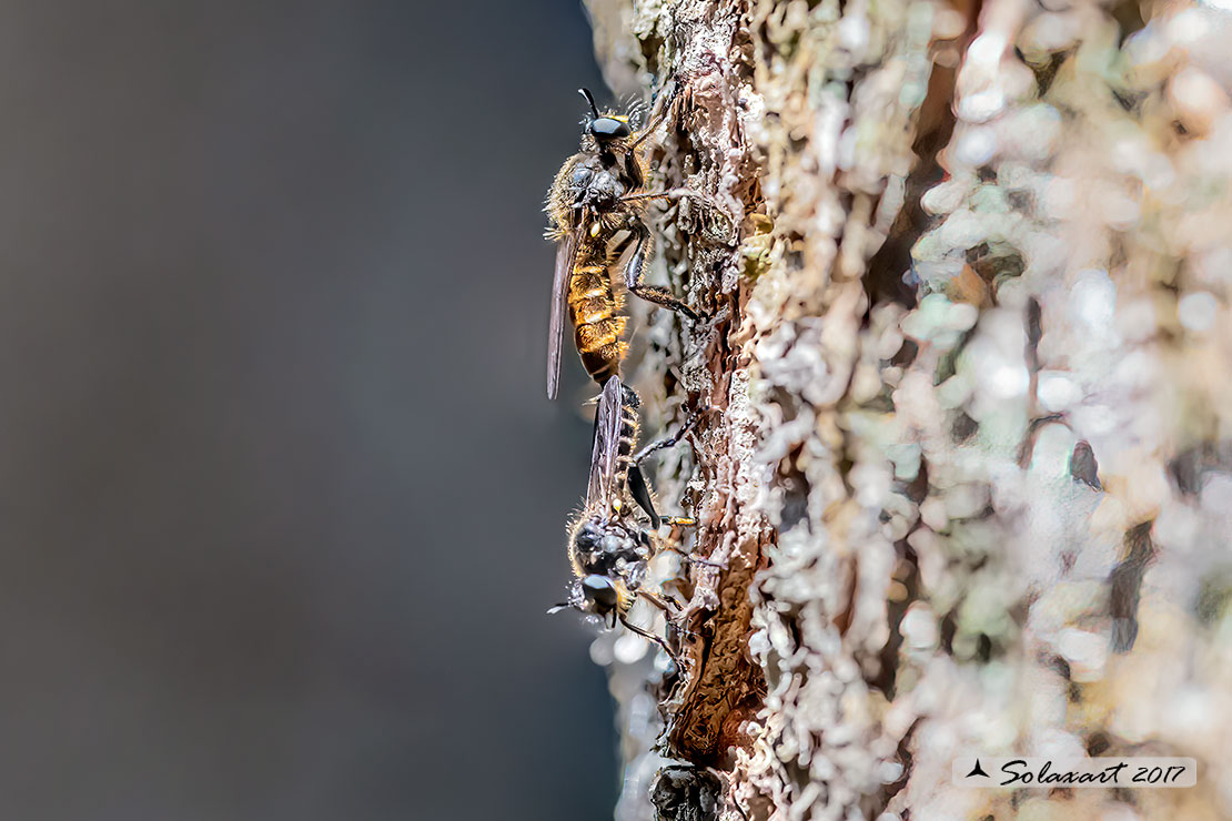 Pogonosoma maroccanum  - Dune robberfly