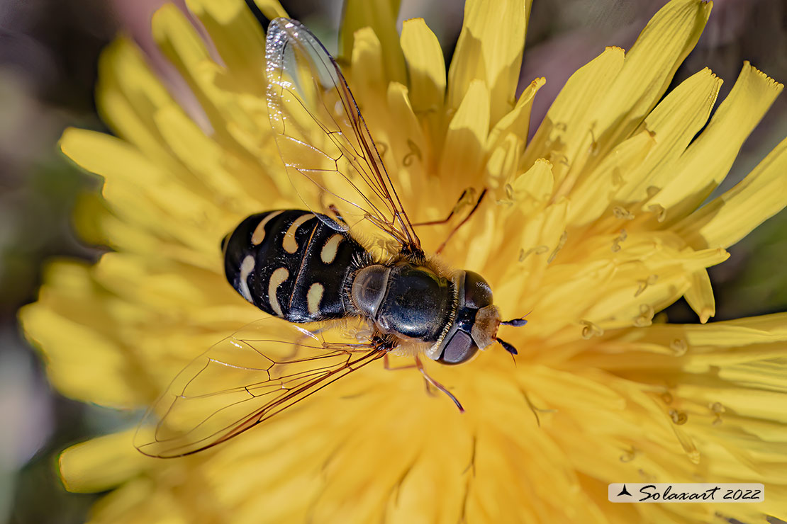 Scaeva dignota