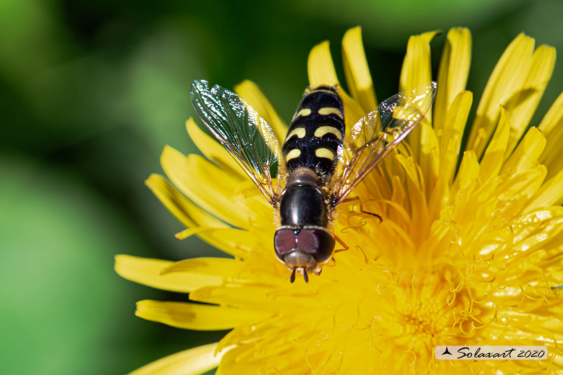 Scaeva selenitica