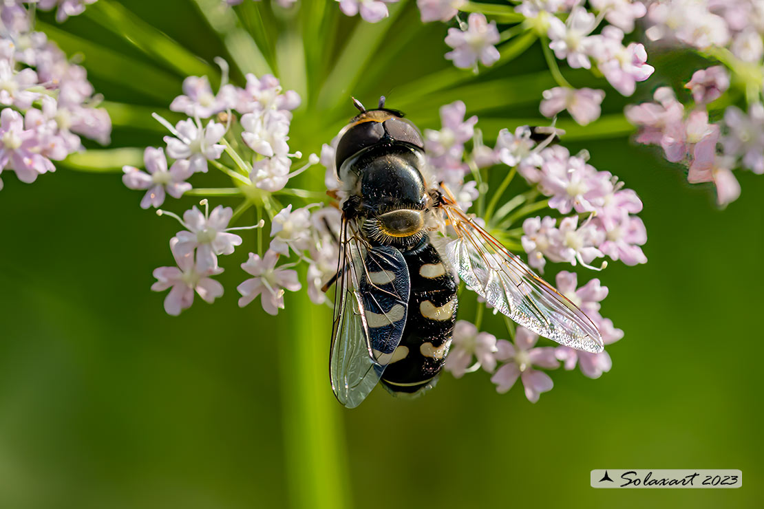 Scaeva selenitica