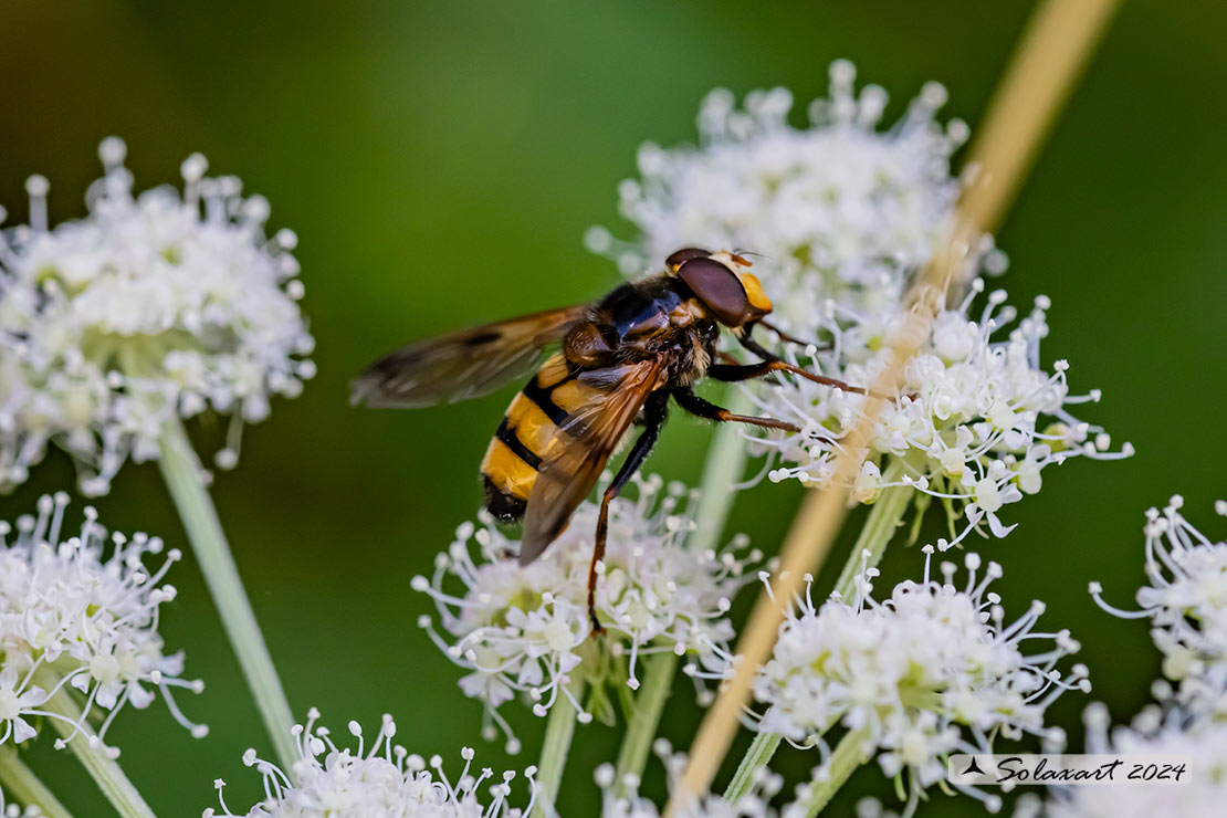 Volucella inanis