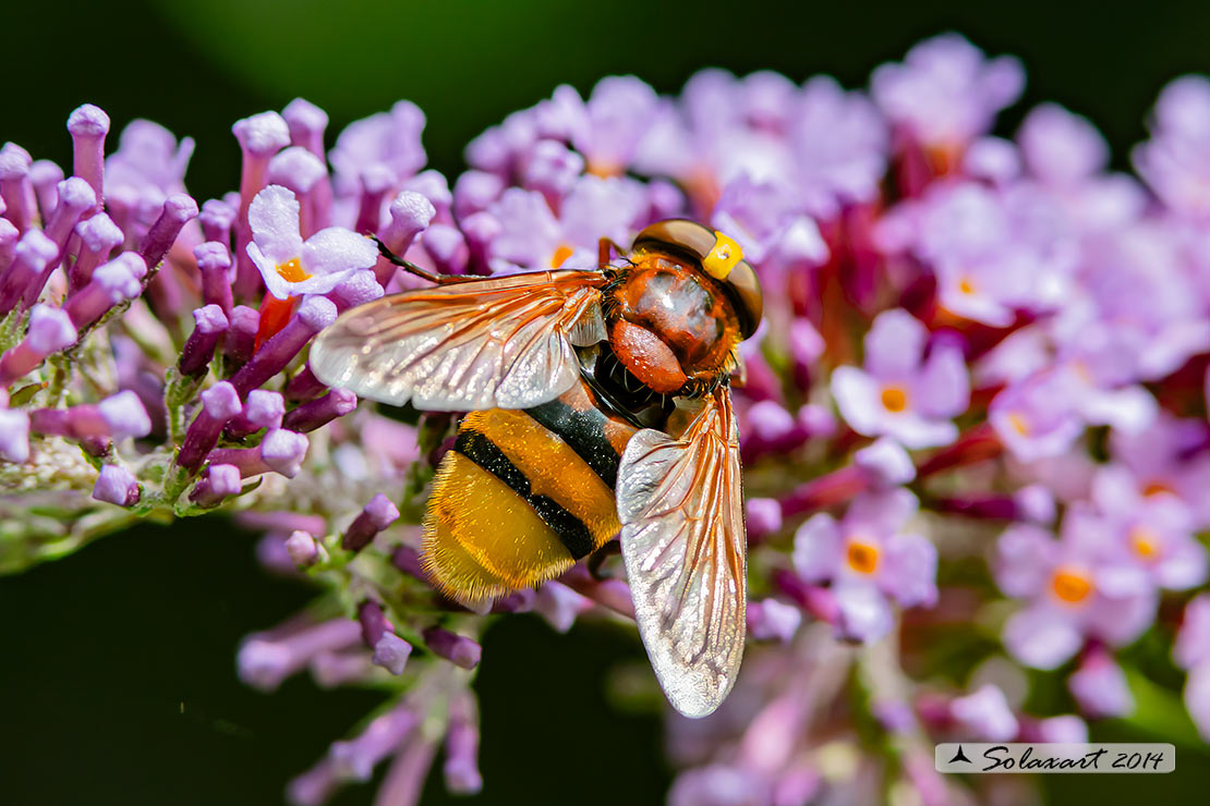 Volucella zonaria  -  hornet mimic hoverfly