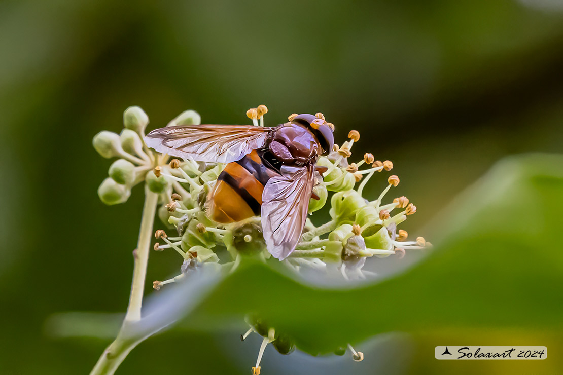 Volucella zonaria  -  hornet mimic hoverfly