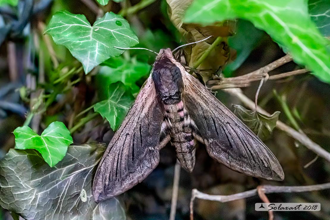 Agrius convolvuli - Sfinge del convolvolo - Convolvulus hawk-moth