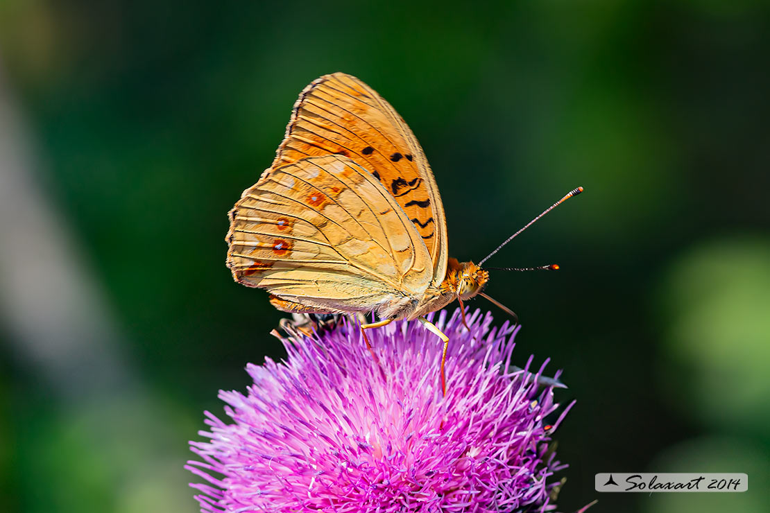 Argynnis adippe: adippe; High brown fritillary