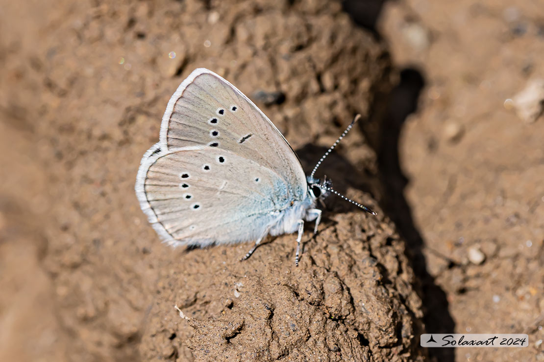 Cupido minimus   (maschio)  