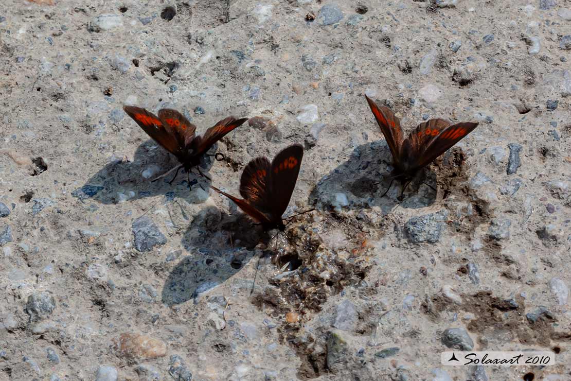 Erebia alberganus - Almond ringlet