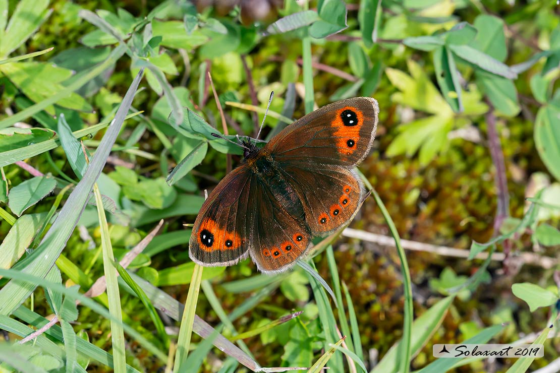 Erebia neoridas :  Autumn ringlet