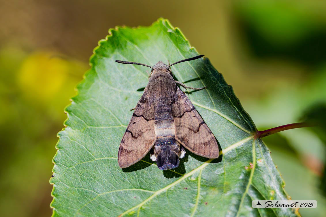 Macroglossum stellatarum:  Sfinge del gallio;  Hummingbird Hawk-moth