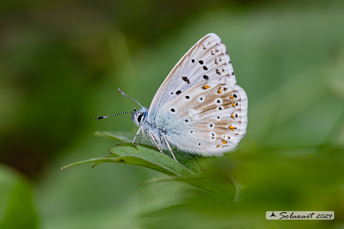 Polyommatus coridon; Chalkhill blue