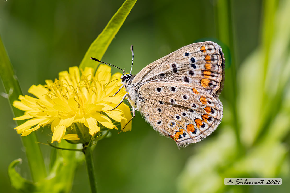 Polyommatus icarus:  Icaro (femmina);  Common Blue (female)