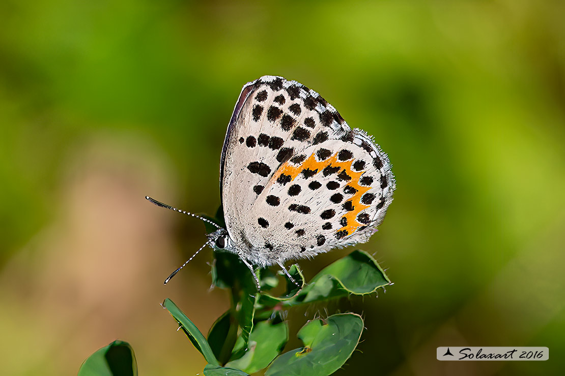 Scolitantides orion: Argo del timo (maschio); Chequered blueblue (male)