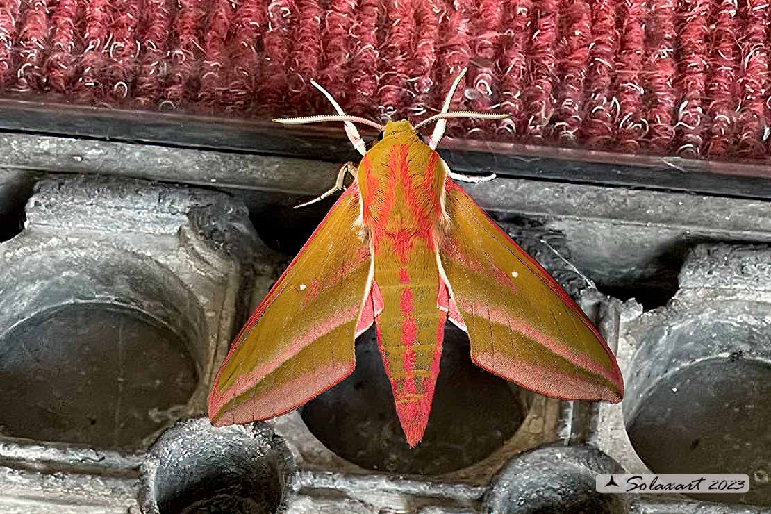 Deilephila elpenor - Sfinge della vite - Elephant hawk moth