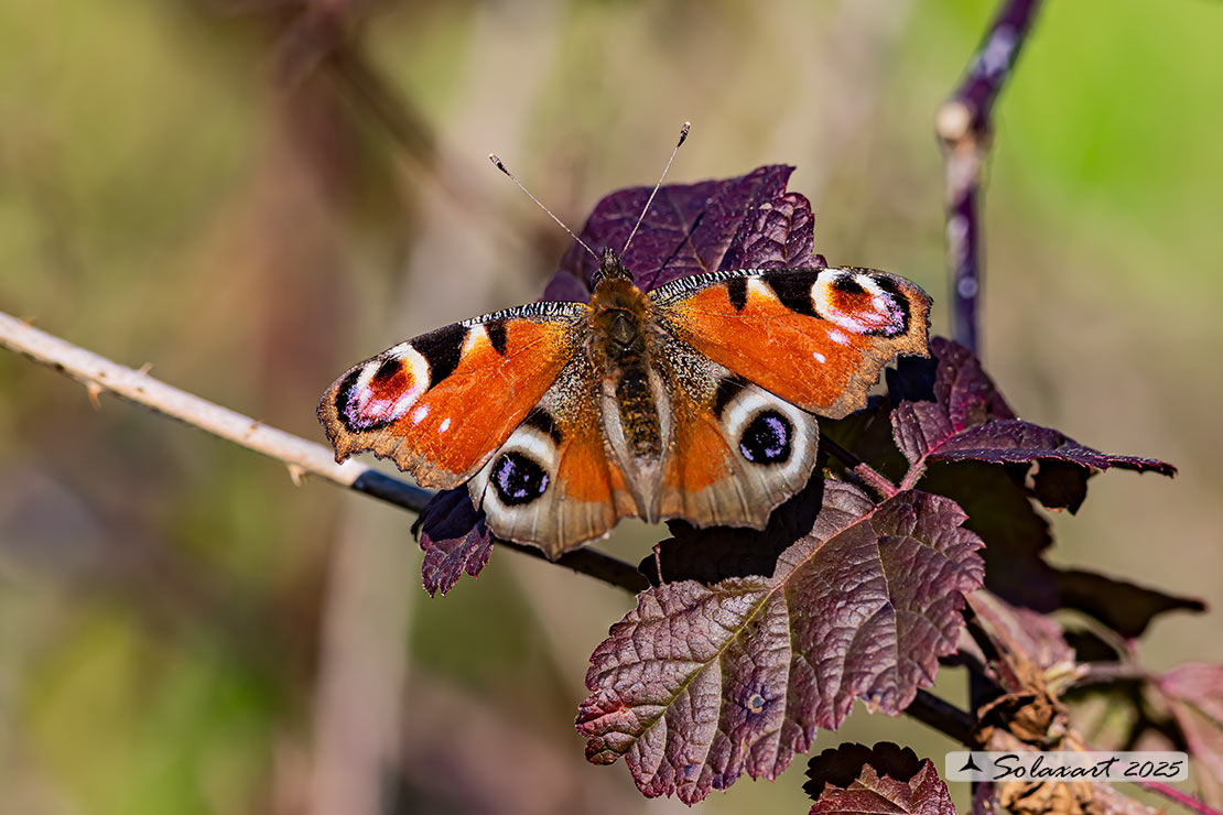 Inachis io - Vanessa Io - Portegeuse Peacock