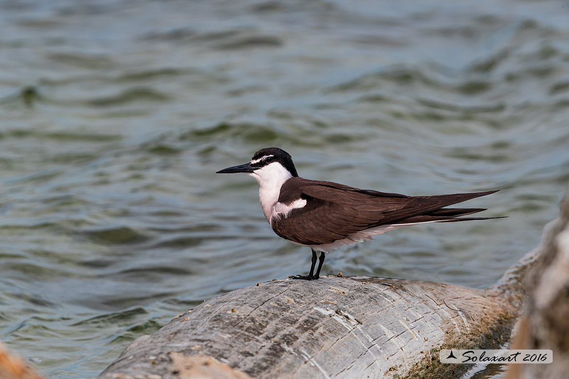 Onychoprion anaethetus : Sterna dalle redini ;  Bridled tern