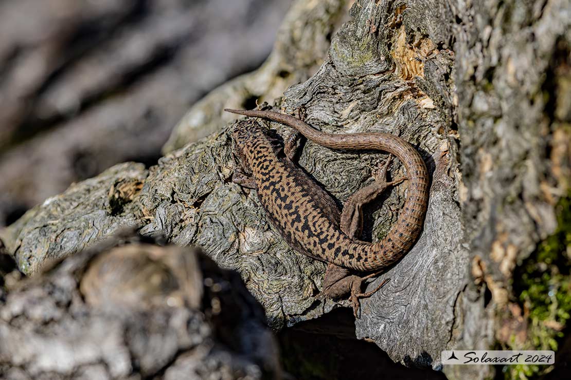 Podarcis muralis : Lucertola muraiola ; European wall lizard  