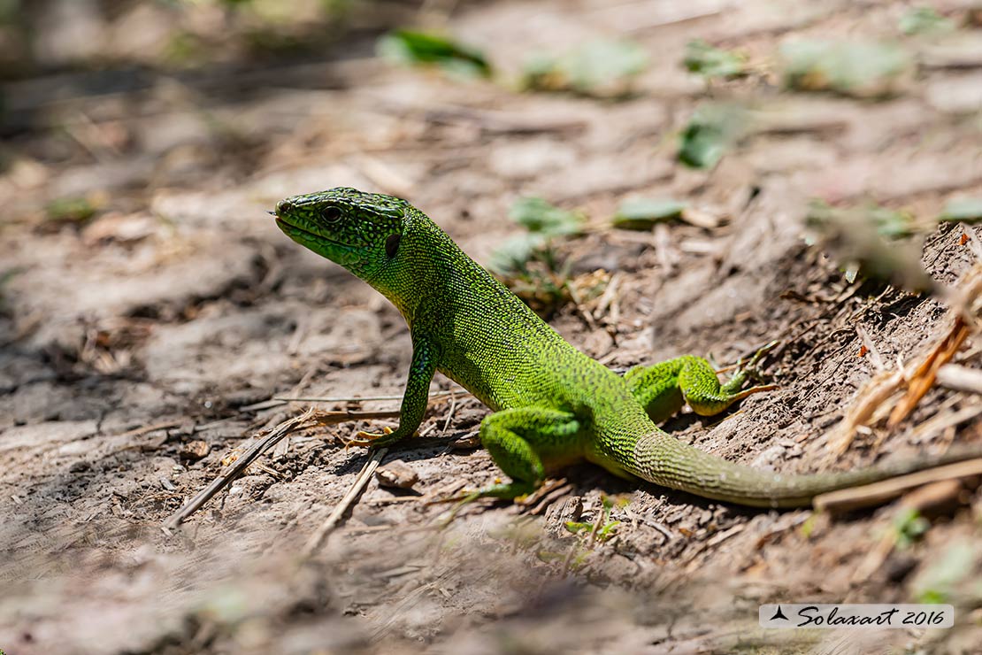 Lacerta bilineata: Ramarro (maschio); Western Green lizard (male)