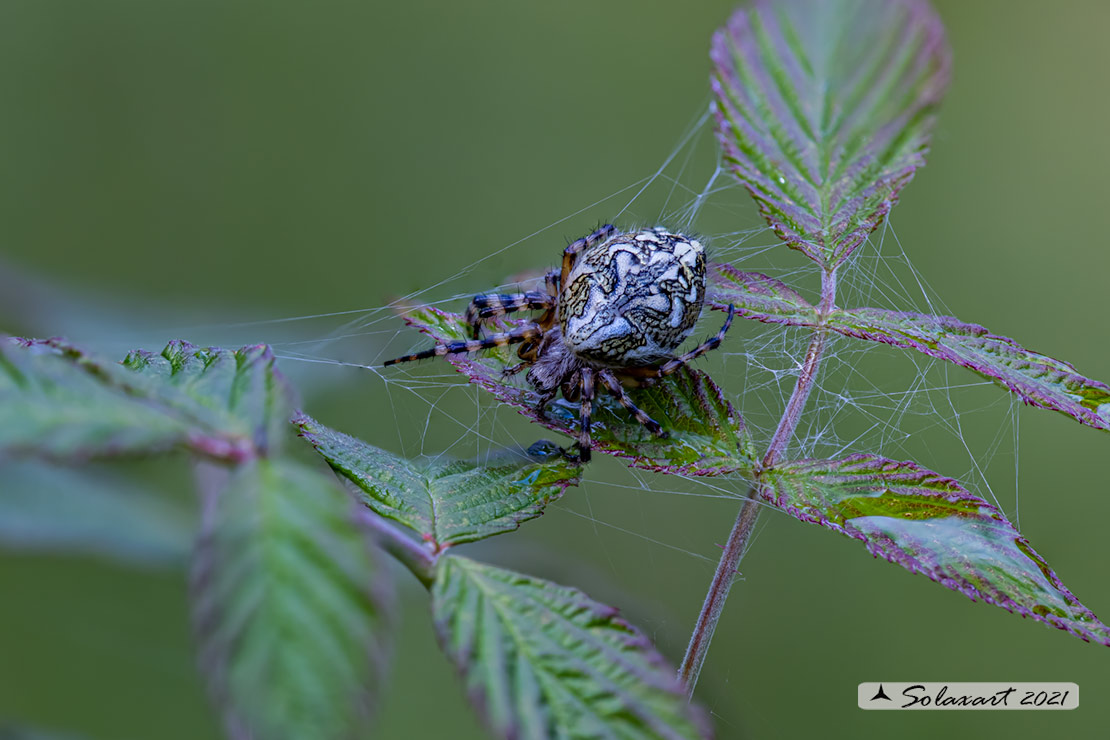 Aculepeira ceropegia - Oak spider