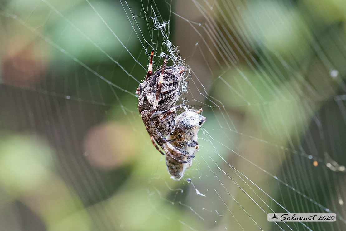 Araneus circe  (male)