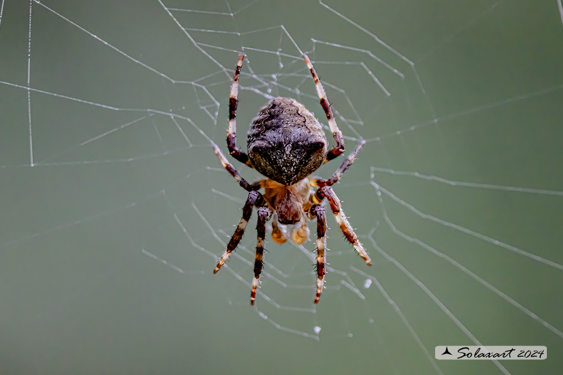 Araneus circe  (male)