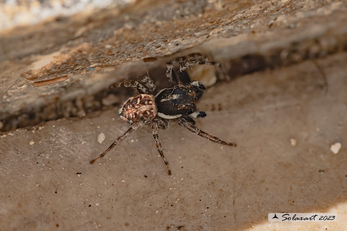 Menemerus semilimbatus  -  jumping spider (female)