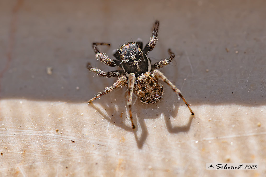 Menemerus semilimbatus  -  jumping spider (female)