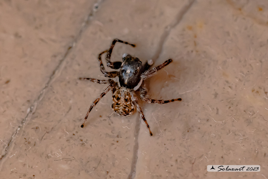 Menemerus semilimbatus  -  jumping spider (female)