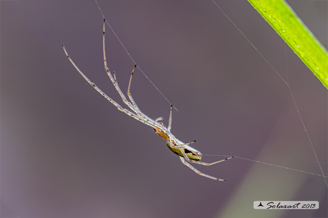 Tetragnatha montana - Silver stretch spider 