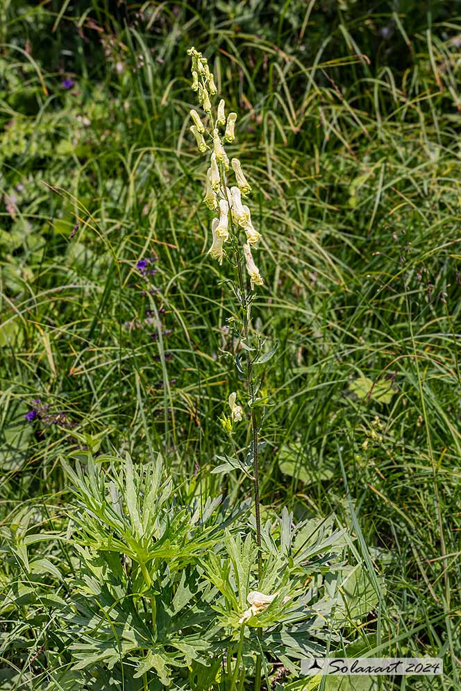 Aconitum napellus