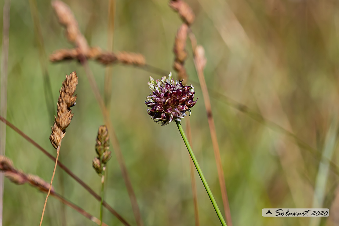 Allium oleraceum - Aglio selvatico 