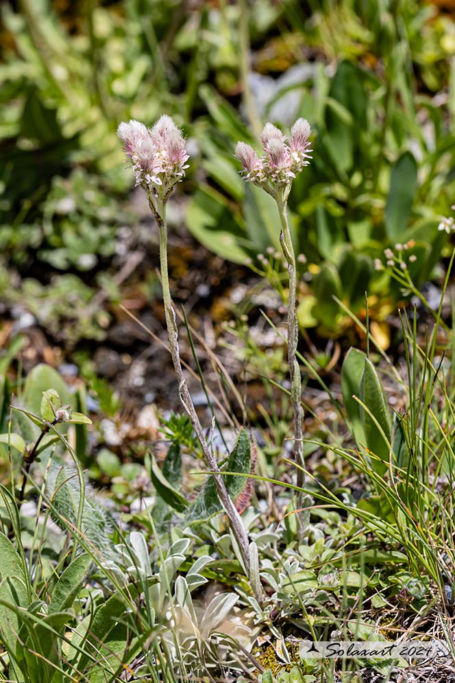 Antennaria dioica - Sempiterni di montagna