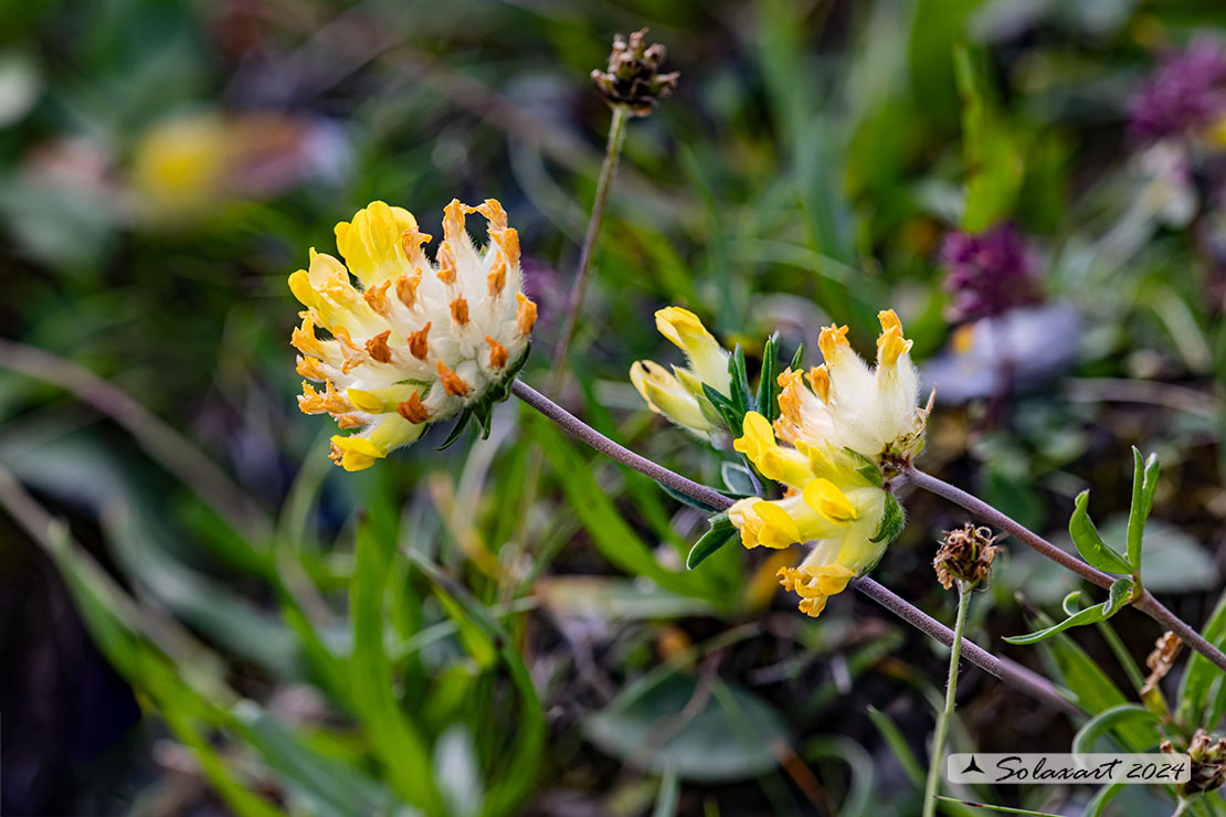 Anthyllis vulneraria