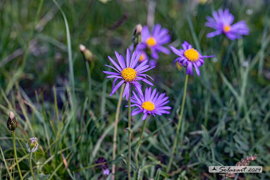 Aster alpinus - Astro alpino