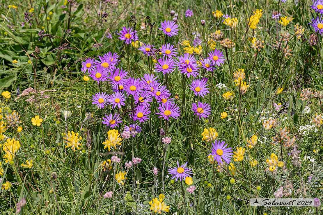 Aster alpinus - Astro alpino