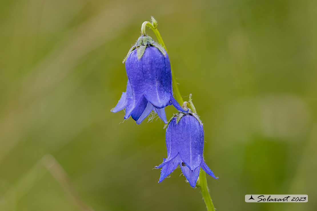 Campanula barbata - Campanula barbata