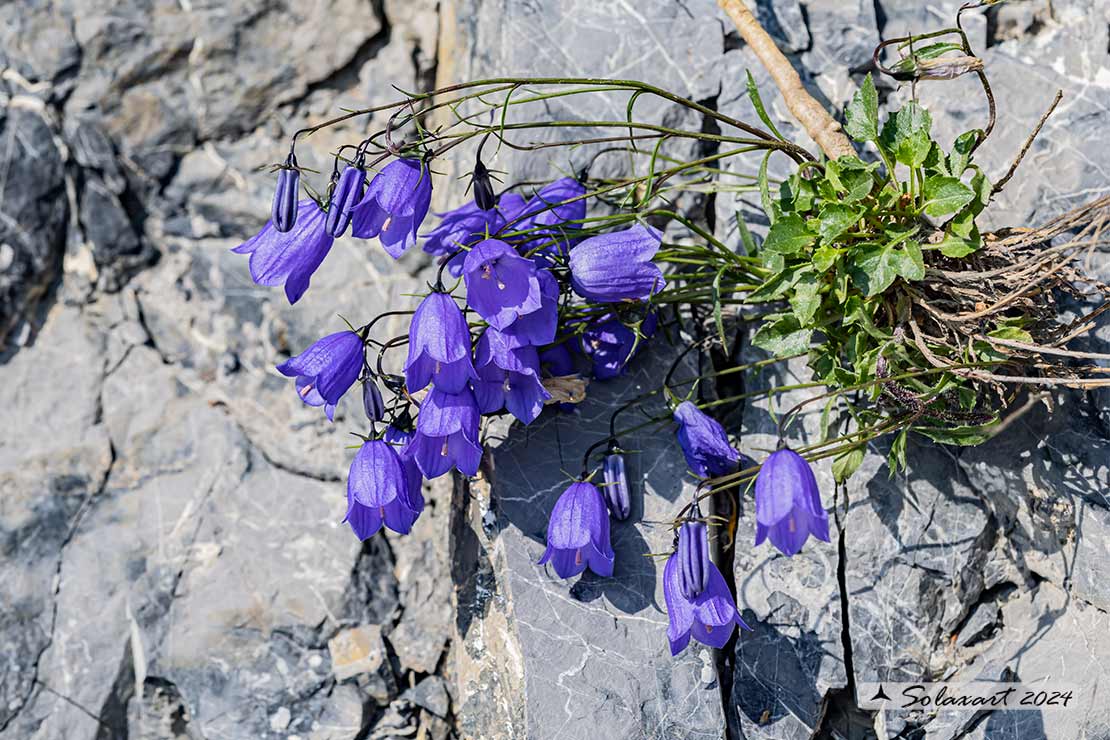 Campanula Campanula Cochlearifolia - Campanula dei ghiaioni