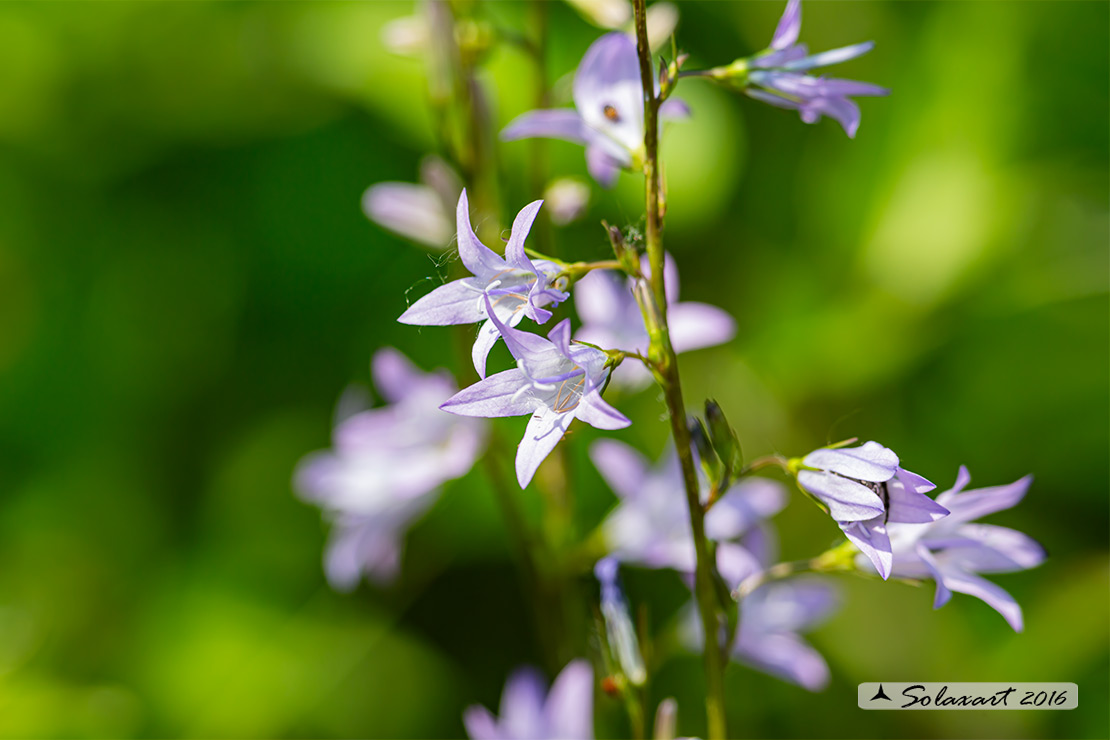 Campanula patula