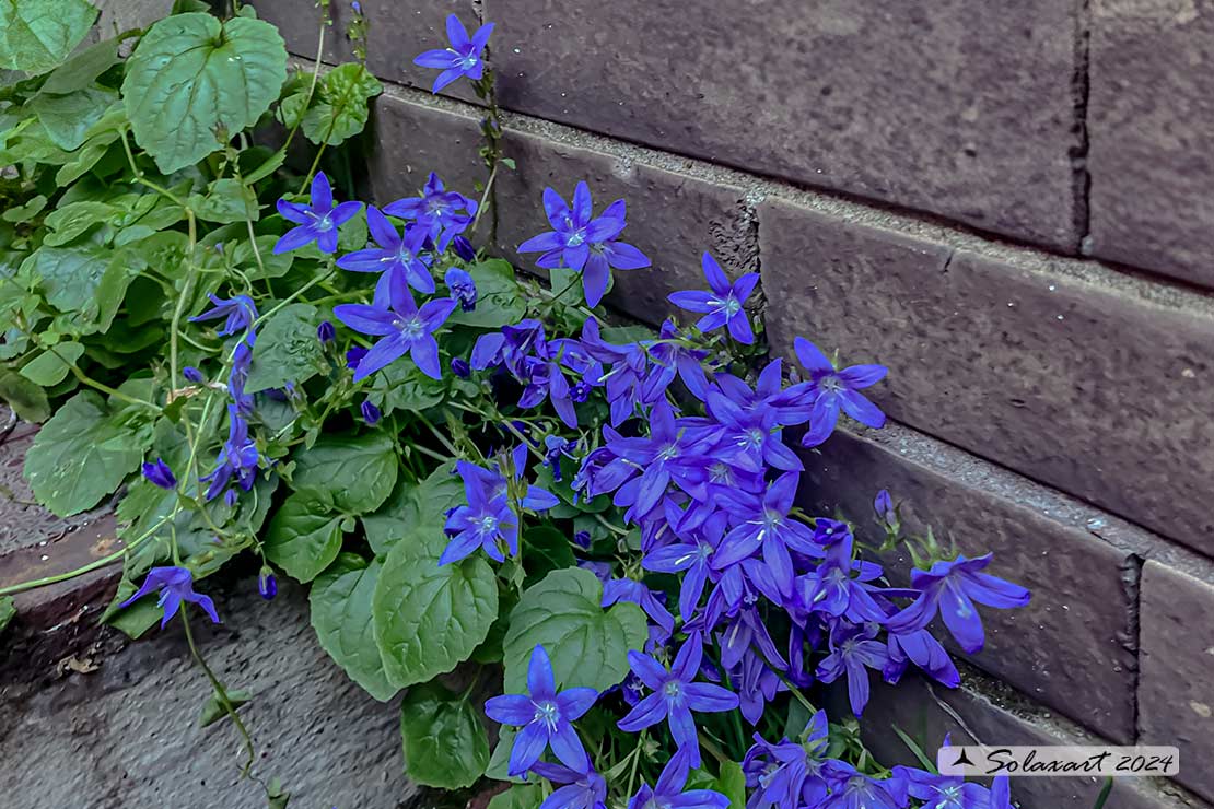 Campanula poscharskyana Degen