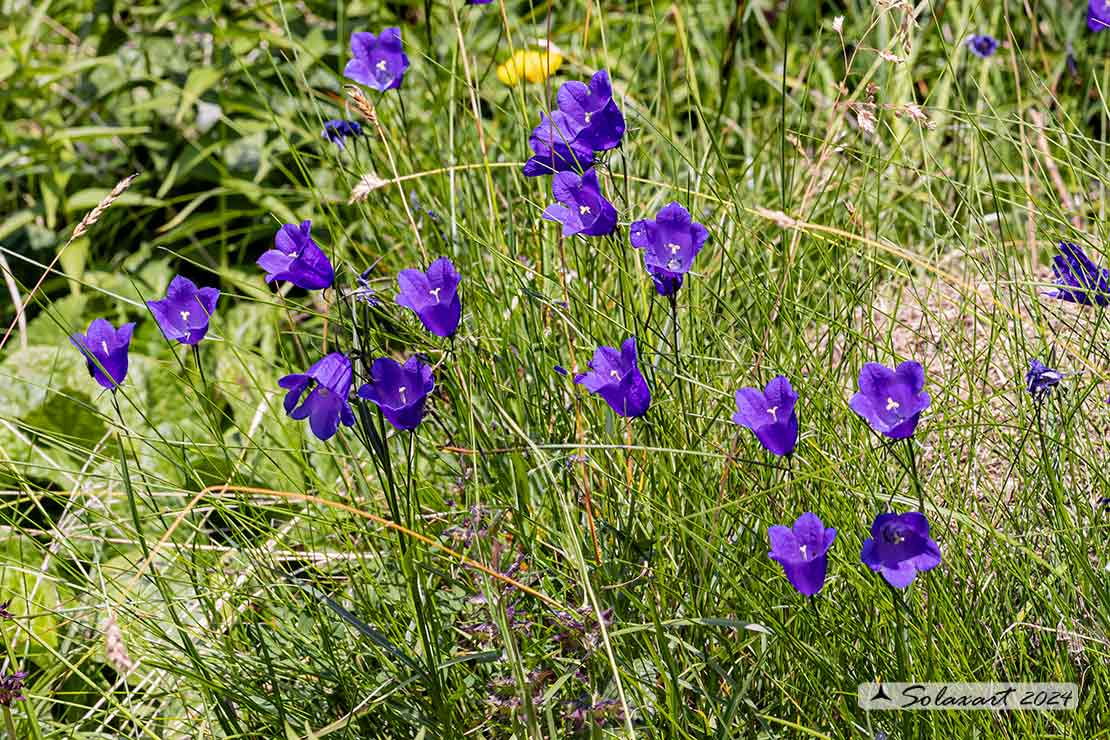 Campanula scheuchzeri