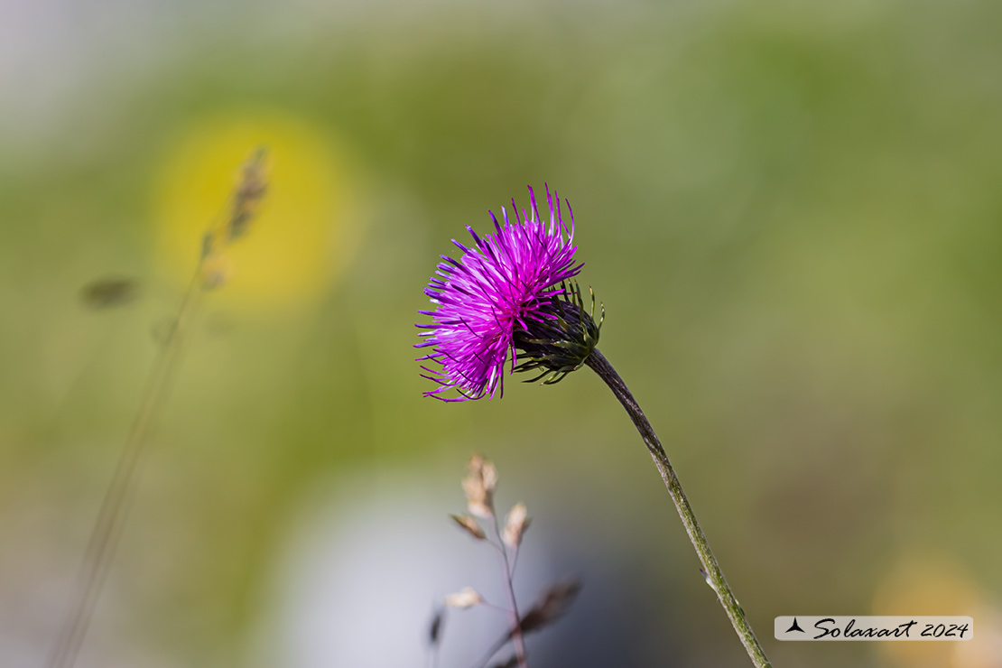 Carduus defloratus - Cardo rosso