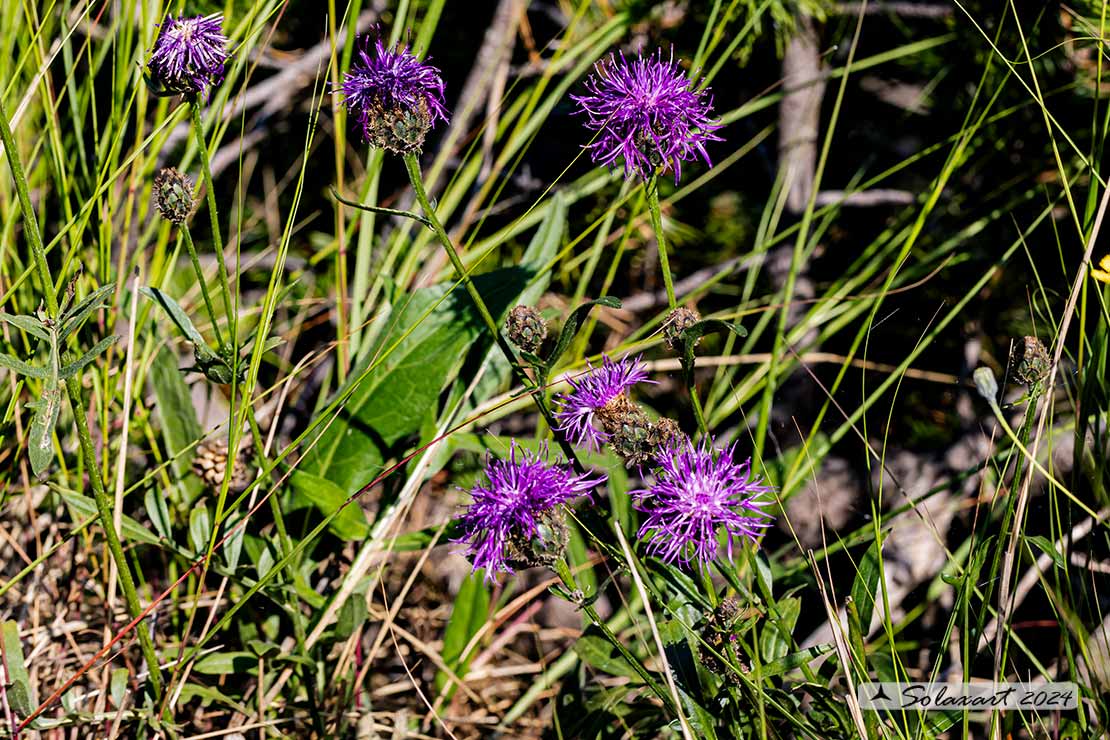 Centaurea scabiosa - subsp. alpestris